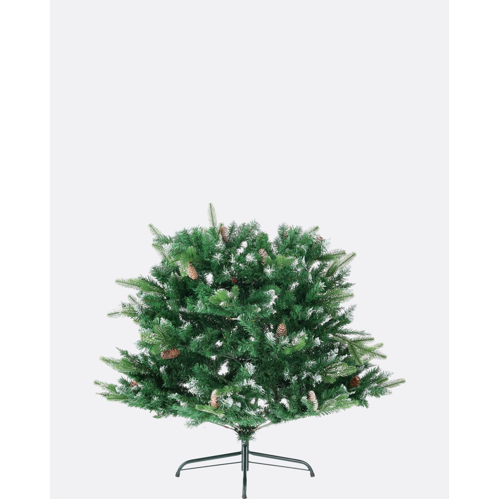 Borovica strieborná-DREVTEX